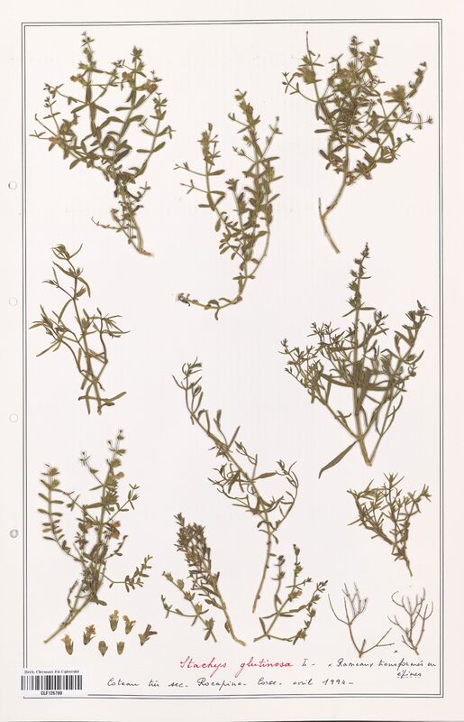 Stachys glutinosa  (Lamiaceae)