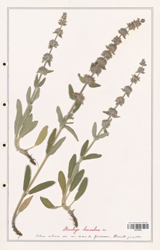 Stachys heraclea  (Lamiaceae)