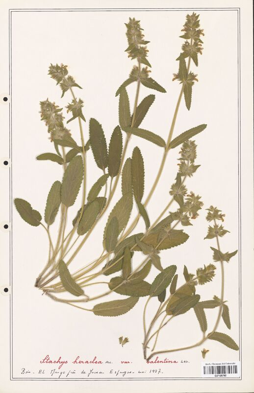 Stachys heraclea  (Lamiaceae)
