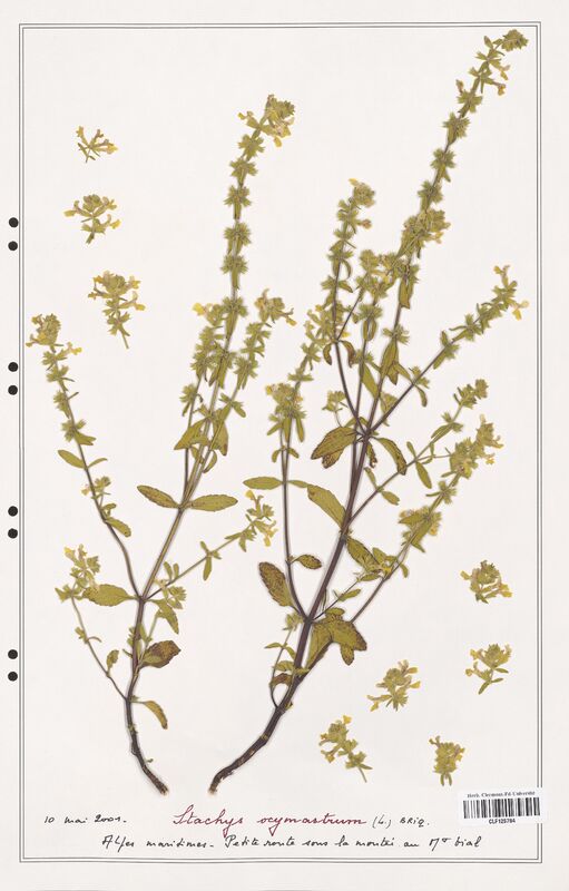 Stachys ocymastrum  (Lamiaceae)