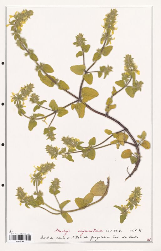 Stachys ocymastrum  (Lamiaceae)