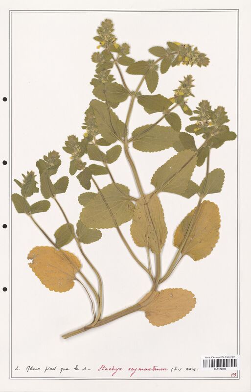 Stachys ocymastrum  (Lamiaceae)