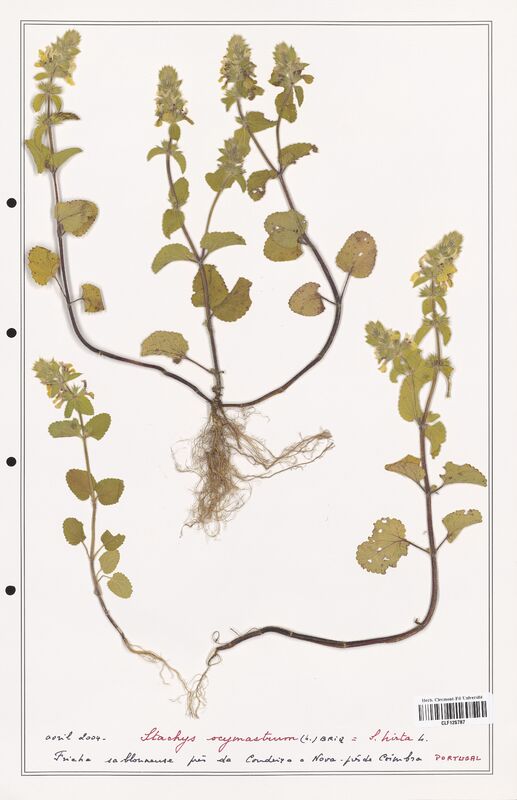 Stachys ocymastrum  (Lamiaceae)