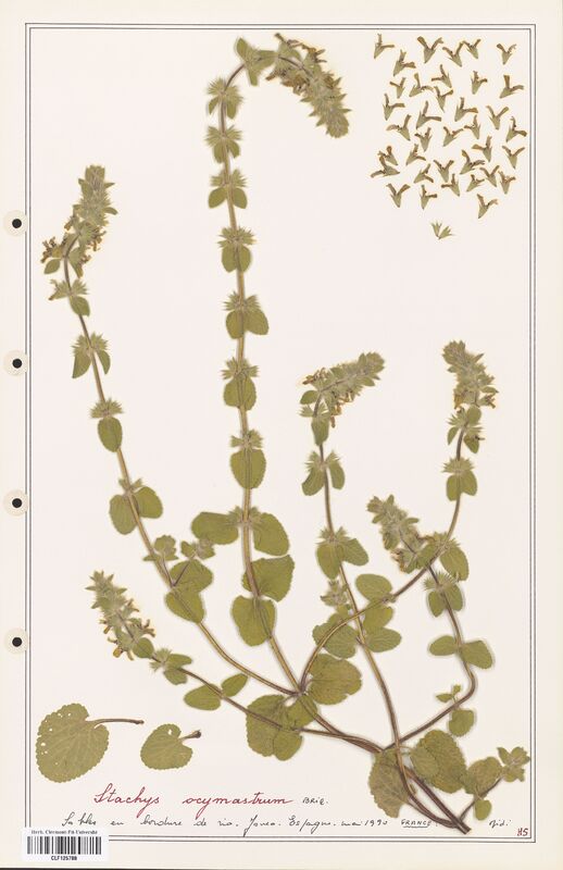 Stachys ocymastrum  (Lamiaceae)