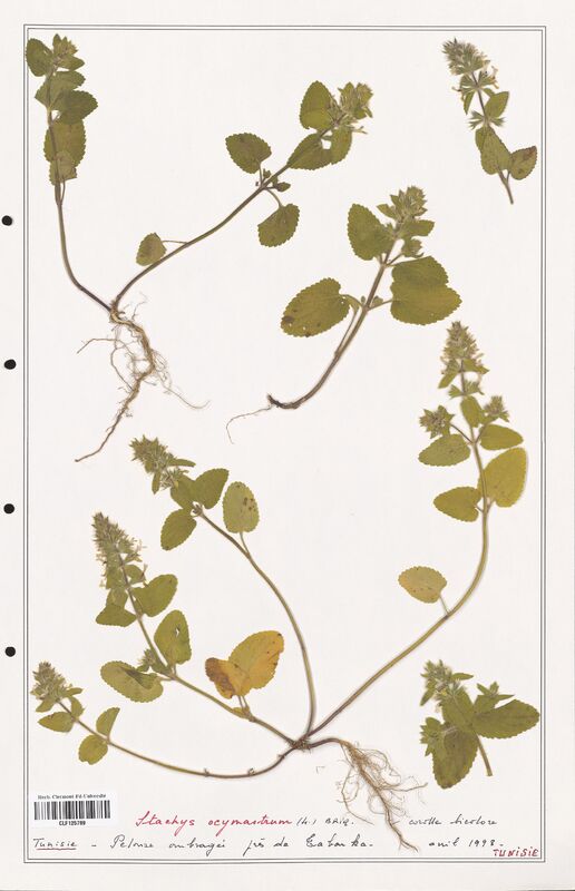 Stachys ocymastrum  (Lamiaceae)