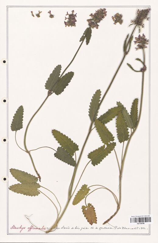 Stachys officinalis  (Lamiaceae)