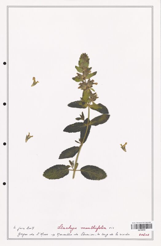 Stachys menthifolia  (Lamiaceae)