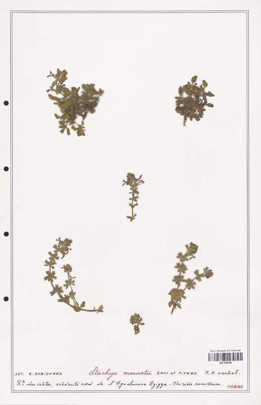 Stachys mouretii  (Lamiaceae)