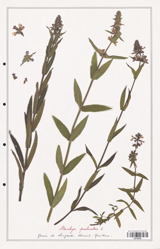 Stachys palustris  (Lamiaceae)