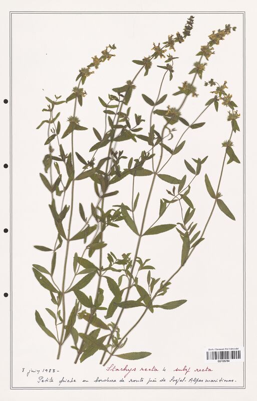 Stachys recta  (Lamiaceae)