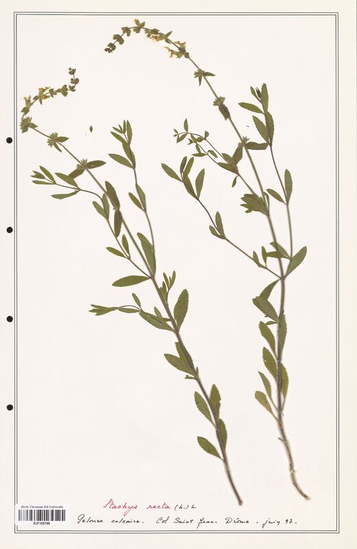Stachys recta  (Lamiaceae)