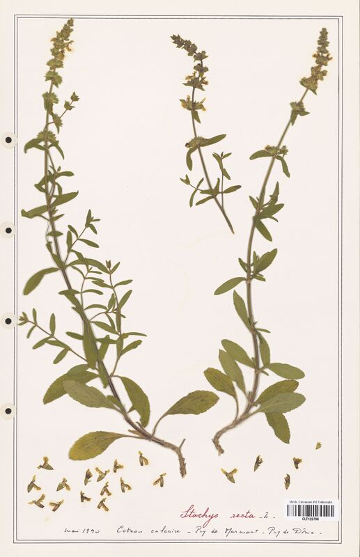 Stachys recta  (Lamiaceae)