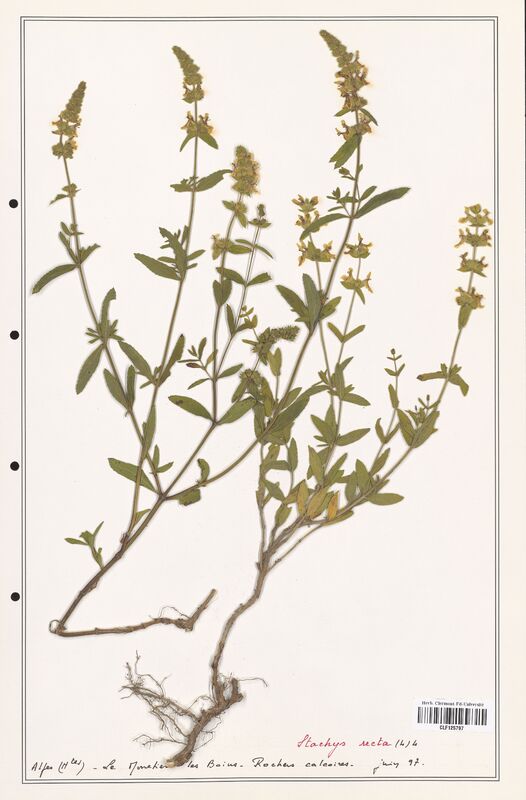 Stachys recta  (Lamiaceae)