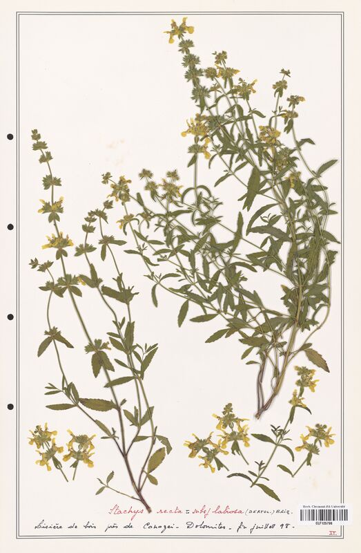 Stachys recta  (Lamiaceae)
