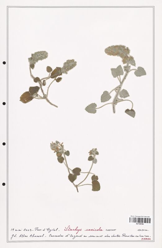 Stachys saxicola  (Lamiaceae)