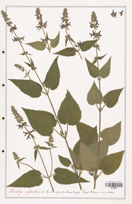 Stachys sylvatica  (Lamiaceae)