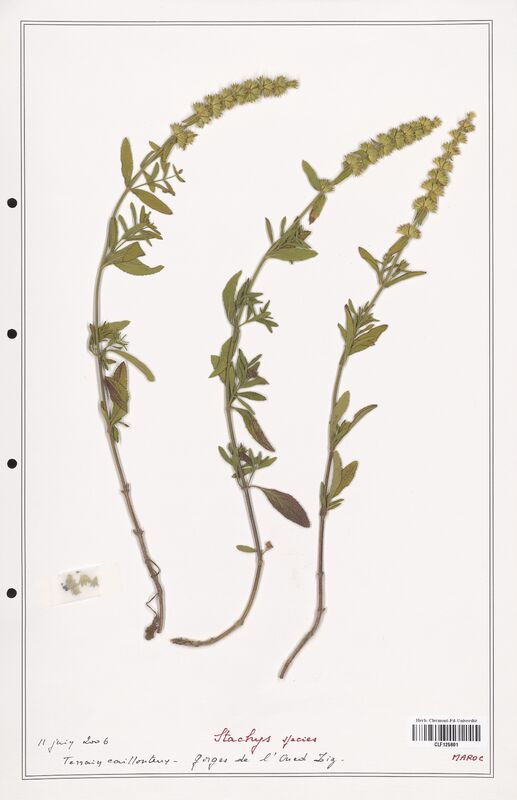 Stachys spacies  (Lamiaceae)