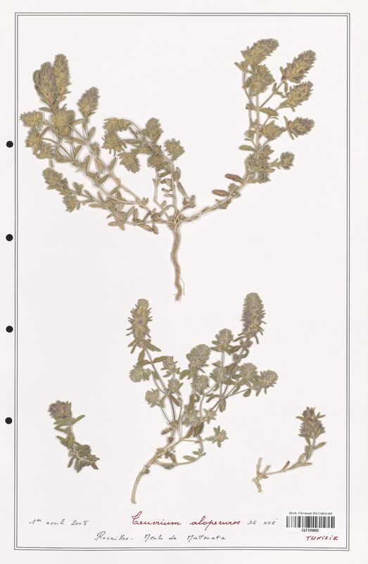 Teucrium alopecuros  (Lamiaceae)