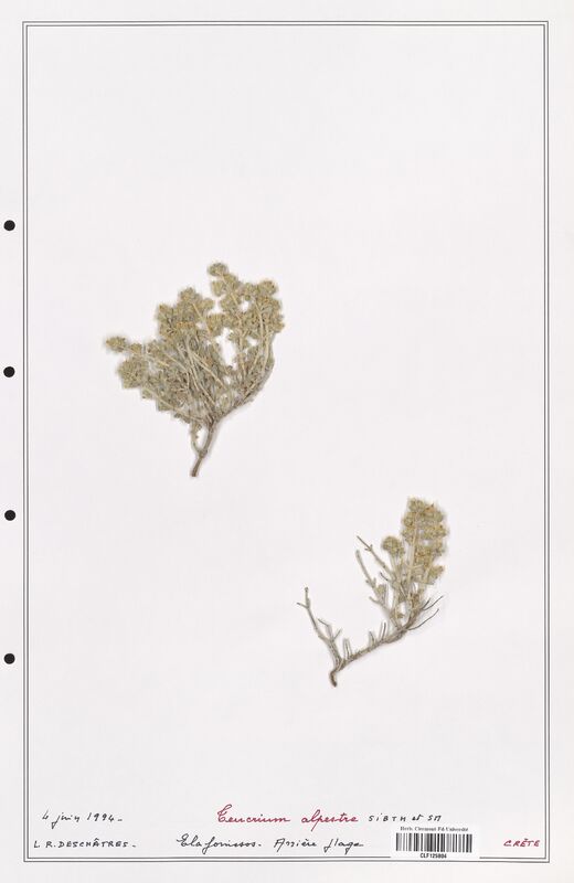Teucrium alpestre  (Lamiaceae)