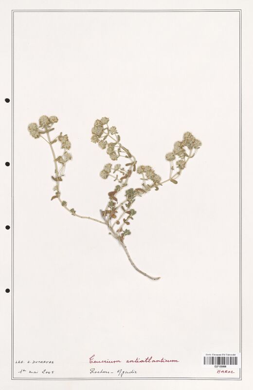 Teucrium antiatlanticum  (Lamiaceae)
