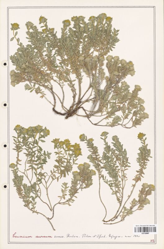 Teucrium aureum  (Lamiaceae)