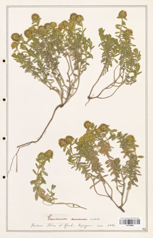 Teucrium aureum  (Lamiaceae)