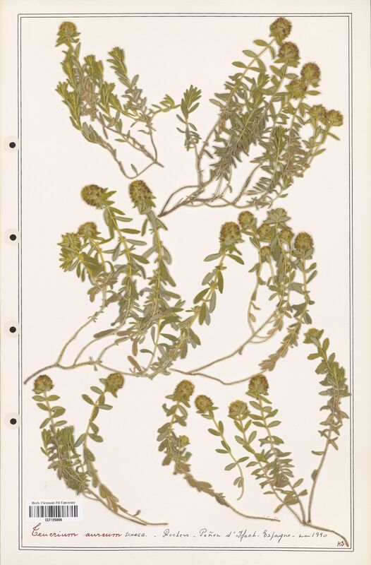 Teucrium aureum  (Lamiaceae)