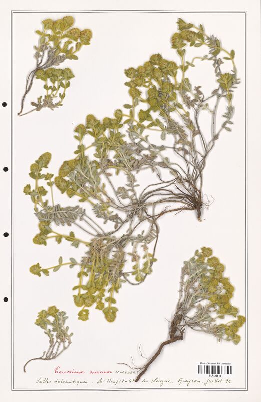 Teucrium aureum  (Lamiaceae)