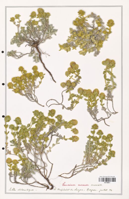 Teucrium aureum  (Lamiaceae)