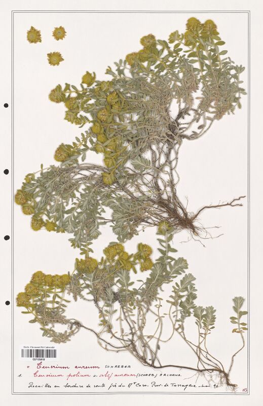Teucrium aureum  (Lamiaceae)