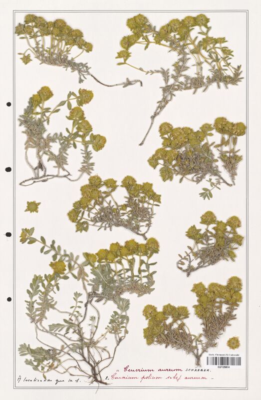 Teucrium aureum  (Lamiaceae)