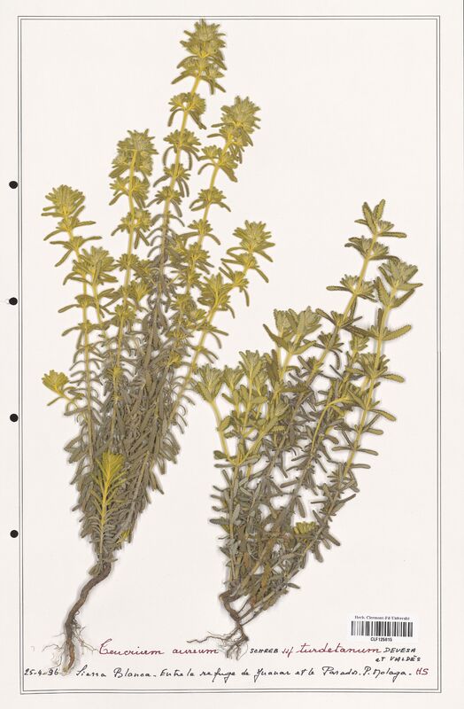 Teucrium aureum  (Lamiaceae)