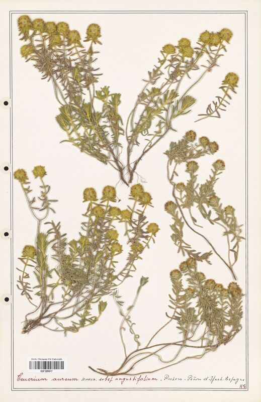 Teucrium aureum  (Lamiaceae)