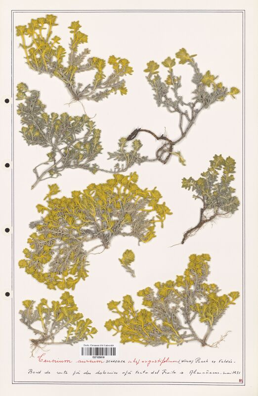 Teucrium aureum  (Lamiaceae)