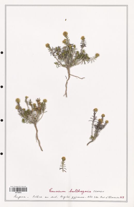 Teucrium balthazaris  (Lamiaceae)