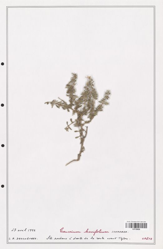 Teucrium brevifolium  (Lamiaceae)