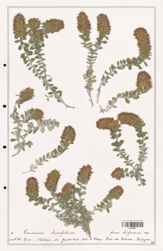 Teucrium buxifolium  (Lamiaceae)