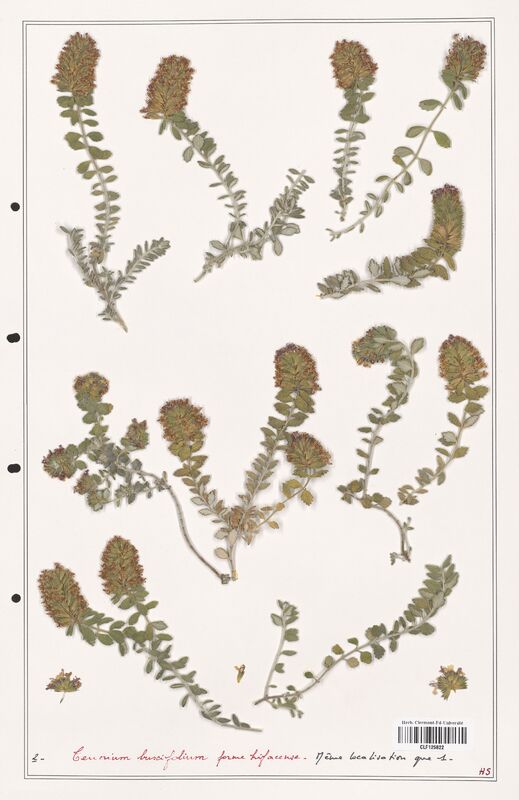 Teucrium buxifolium  (Lamiaceae)