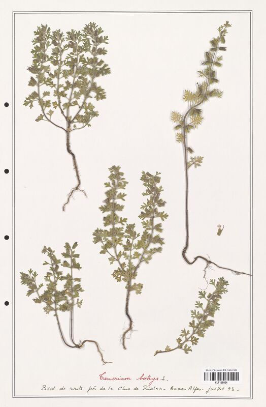 Teucrium botrys  (Lamiaceae)