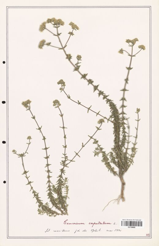 Teucrium capitatum  (Lamiaceae)