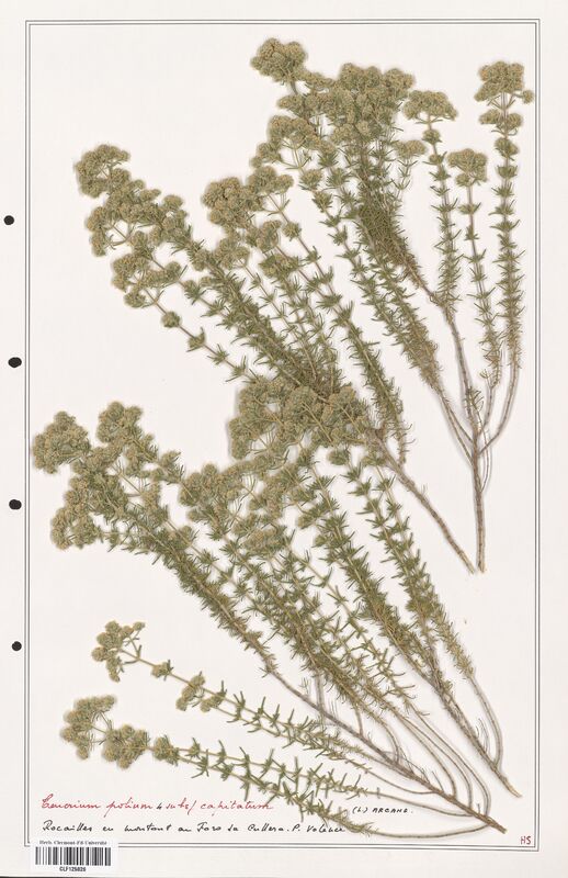 Teucrium capitatum  (Lamiaceae)
