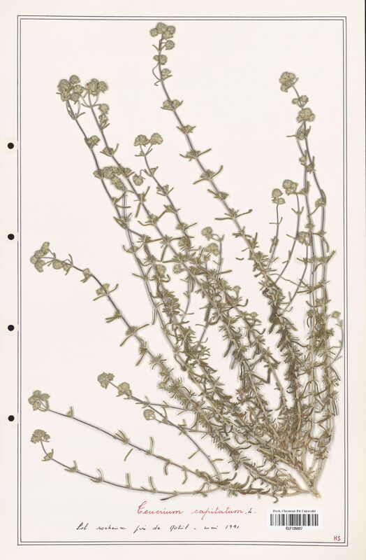 Teucrium capitatum  (Lamiaceae)