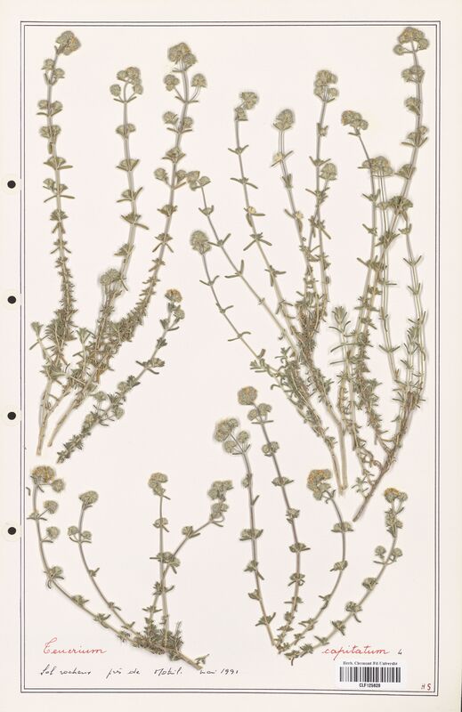 Teucrium capitatum  (Lamiaceae)