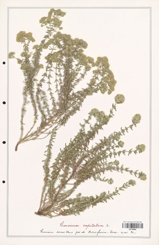 Teucrium capitatum  (Lamiaceae)