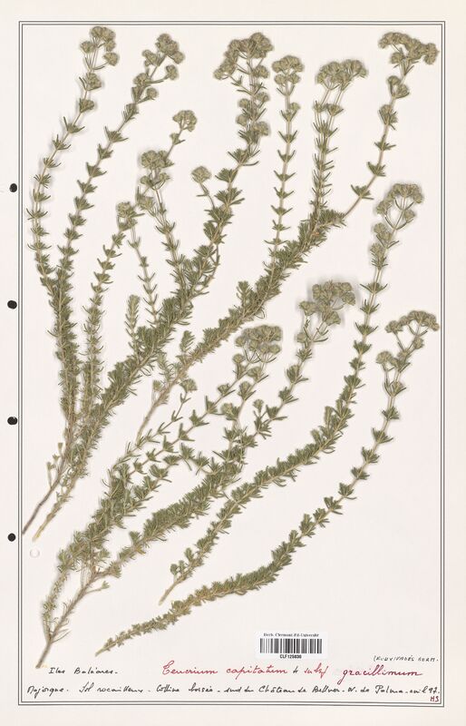 Teucrium capitatum  (Lamiaceae)