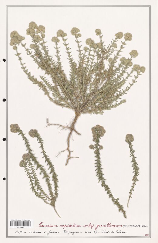 Teucrium capitatum  (Lamiaceae)