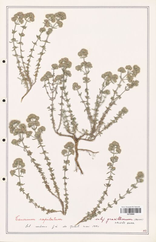 Teucrium capitatum  (Lamiaceae)