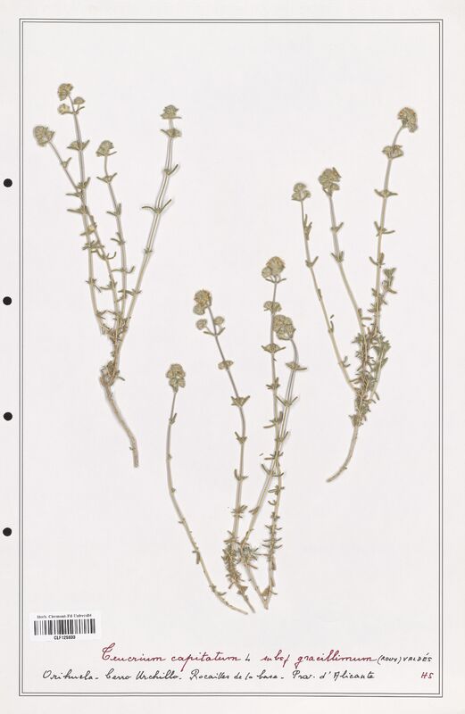 Teucrium capitatum  (Lamiaceae)
