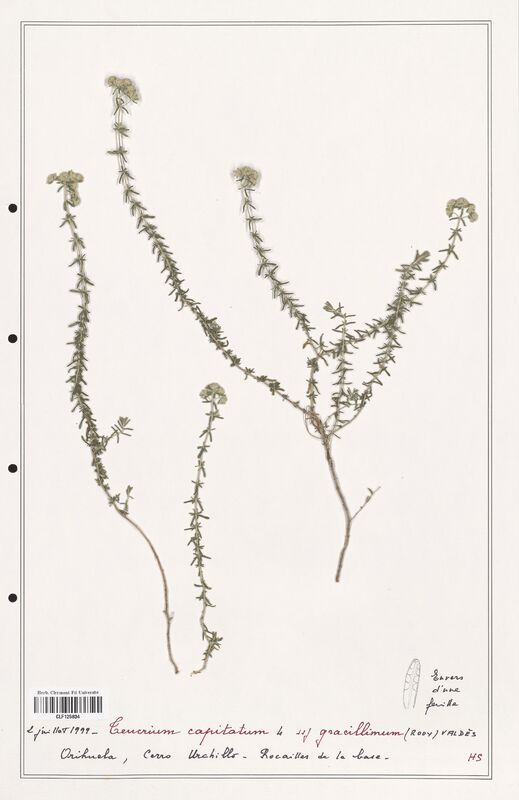 Teucrium capitatum  (Lamiaceae)