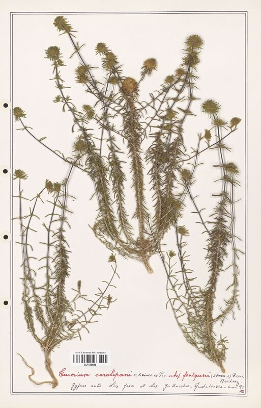 Teucrium carolipani  (Lamiaceae)
